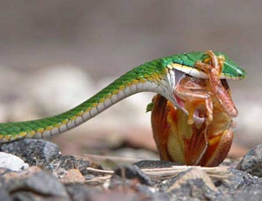 Rắn săn mồi 4