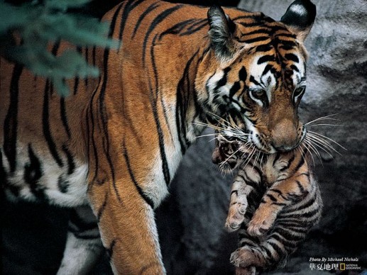 Những hình ảnh động vật đẹp nhất
