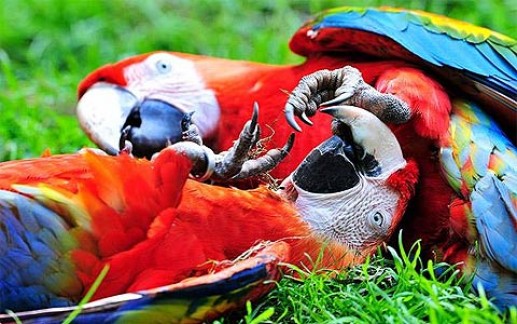 Những hình ảnh động vật đẹp nhất trong tuần