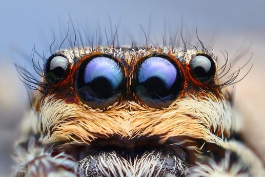 Marpissa Muscosa 
