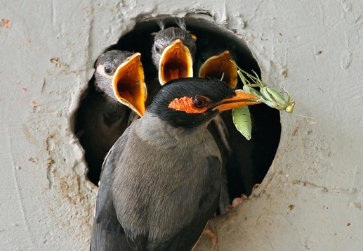 Ảnh động vật 