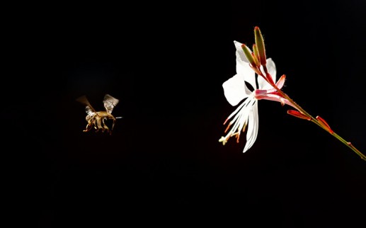 Ảnh động vật 