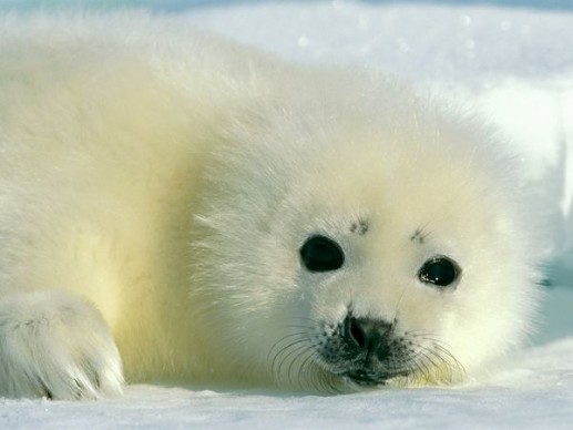 Harp Seal