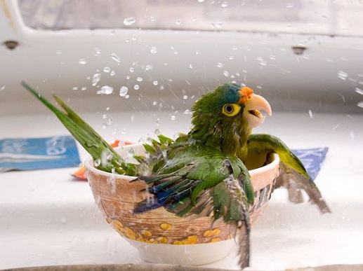 chim parrot