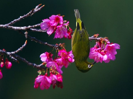 Chim mắt trắng Nhật bản