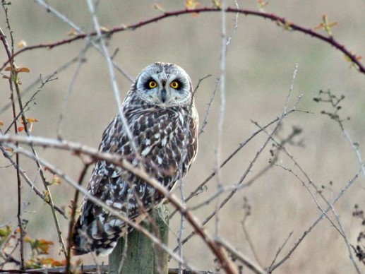 Short-Eared Owl
