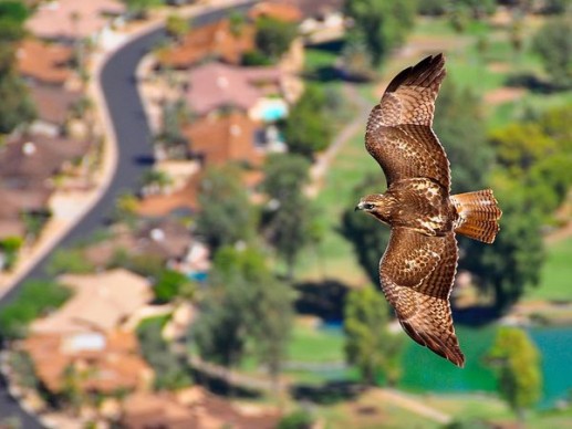 Red-Tailed Hawk