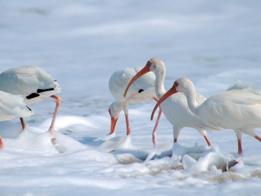White Ibis