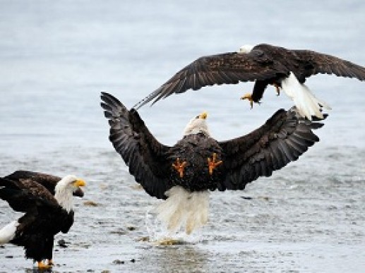 Bald Eagles