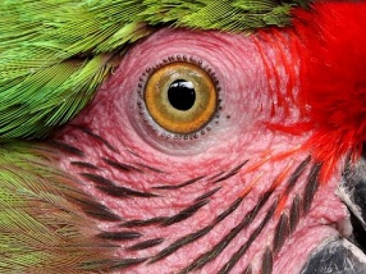 Military Macaw