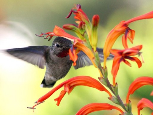 Hummingbird
