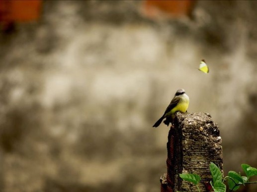 Great Kiskadee