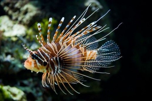 Sinh vật đa sắc màu trong lòng đại dương 6