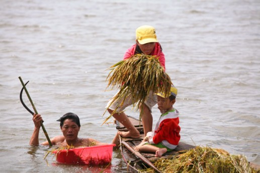 Gặt lúa mùa lũ 1
