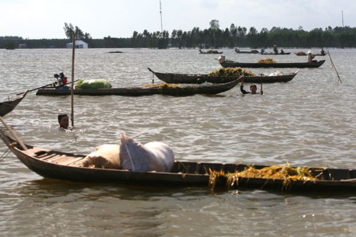 Gặt lúa mùa lũ 2