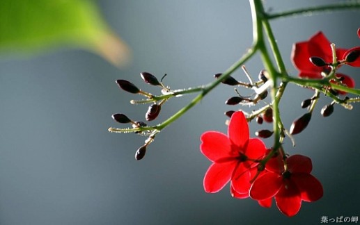 Sắc màu của hoa 11