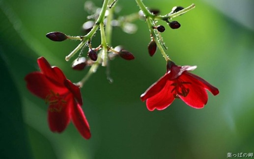 Sắc màu của hoa 12