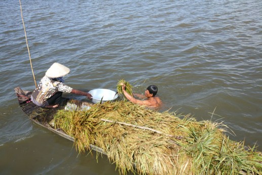 Gặt lúa mùa lũ 3