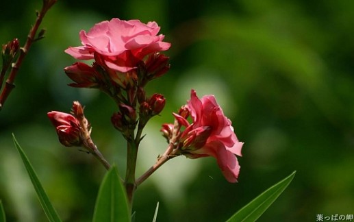 Sắc màu của hoa 16