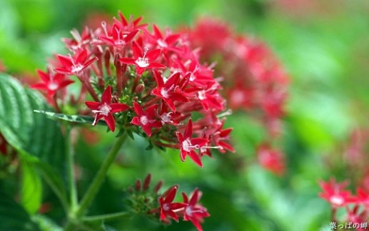 Sắc màu của hoa 17