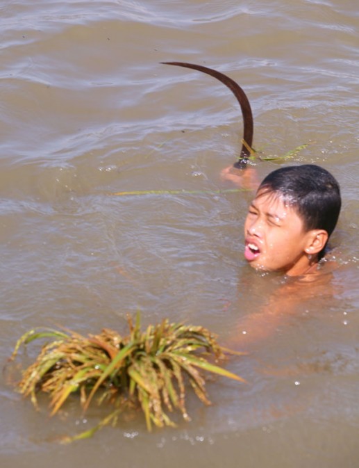 Gặt lúa mùa lũ 4