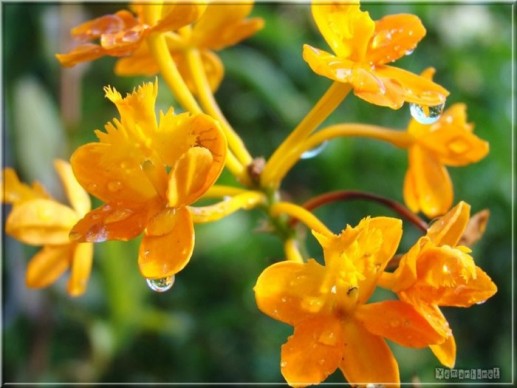 Hoa và giọt sương 16