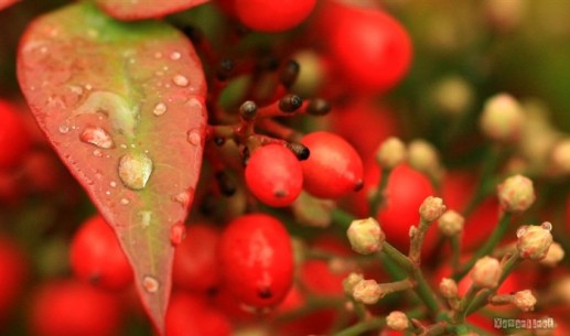 Hoa và giọt sương 17