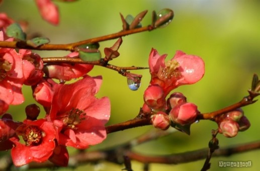 Hoa và giọt sương 1