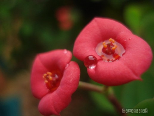 Hoa thược dược 18