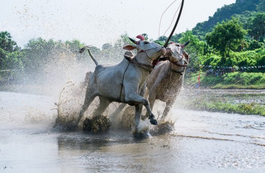 “Xứ sở cây thốt nốt" Tịnh Biên đẹp như tranh vẽ mùa nước nổi 11