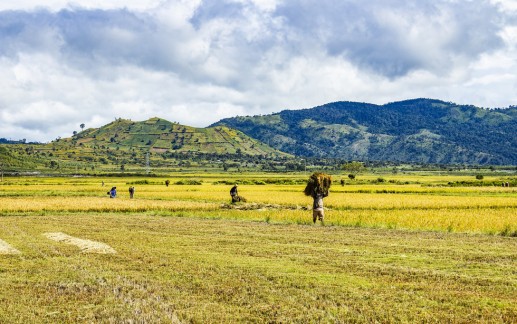 Thảm dã quỳ trên núi lửa Chư Đăng Ya hùng vĩ  13