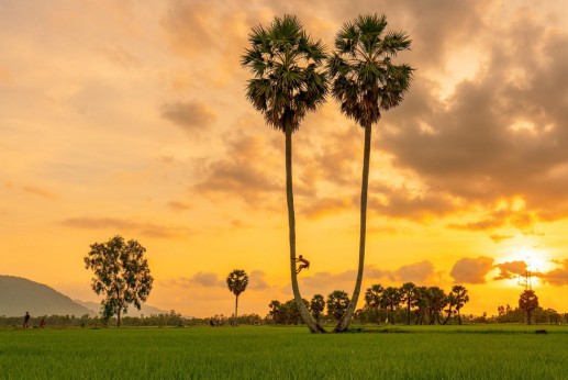 “Xứ sở cây thốt nốt" Tịnh Biên đẹp như tranh vẽ mùa nước nổi 6