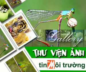Thư viện ảnh