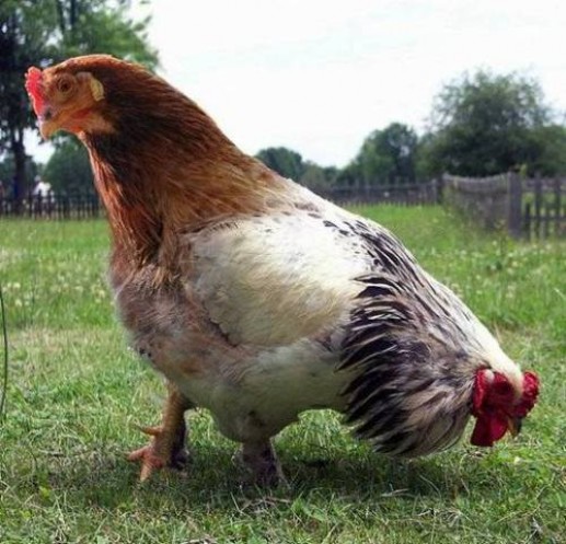 Những con vật hai đầu 3