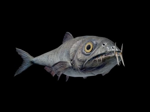 Enchodus