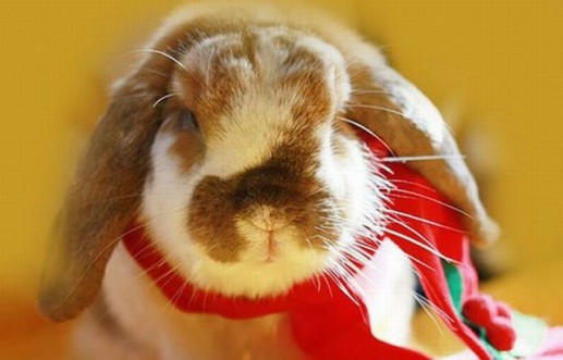 Động vật đón Giáng sinh 6