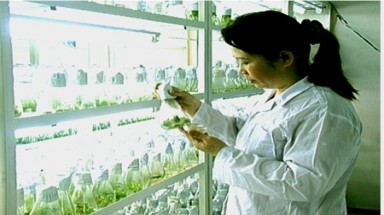  Trồng khảo nghiệm giống lúa thích ứng với biến đổi khí hậu 