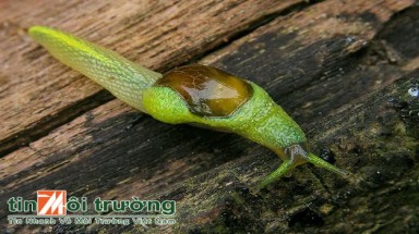   Ốc sên Ninja