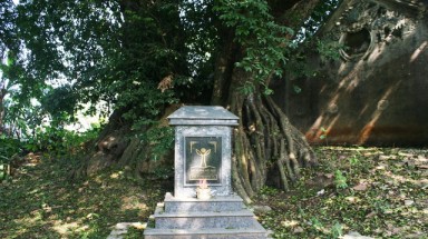  Cây thị thiêng nghìn năm tuổi ở Hà Nội