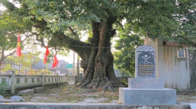  "Cụ thị" gốc chục người ôm không xuể sống qua 8 thế kỷ ở Ninh Bình