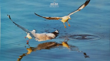  "Khoảnh khắc thiên nhiên" lên lịch Quốc hội 2020