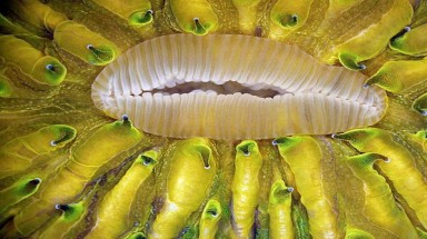  Tuyệt đẹp ảnh côn trùng qua kính hiển vi