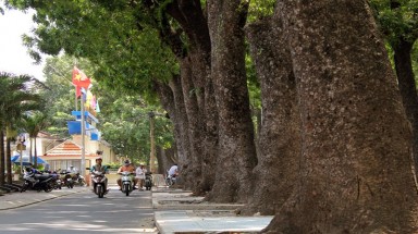 Cổ thụ không còn, thương nhớ lắm người ơi...