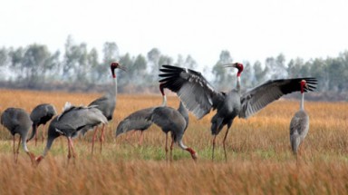 Tràm Chim sẽ là khu ramsar  thứ tư của Việt Nam