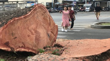 Đường Tôn Đức Thắng lạ lẫm khi không còn hàng cây cổ thụ