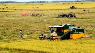  Sản xuất thành công lúa "Một bụi đỏ gạo hồng" 