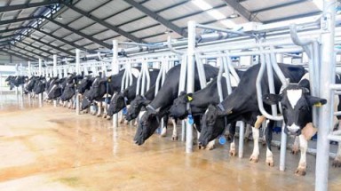 Quy trình sản xuất sữa tươi đạt chuẩn