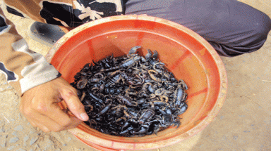    Vào rừng săn... bò cạp  