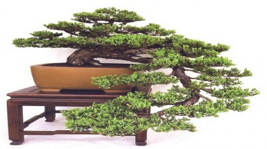   Vì sao cây cảnh bonsai chỉ trồng trong chậu?