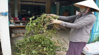     Cây cà gai leo chữa bệnh gì?